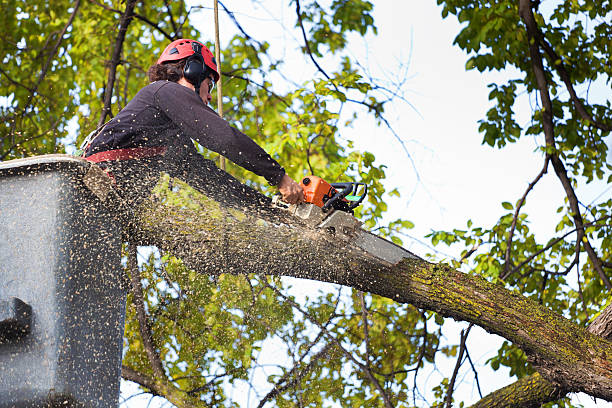 Best Emergency Tree Removal  in USA